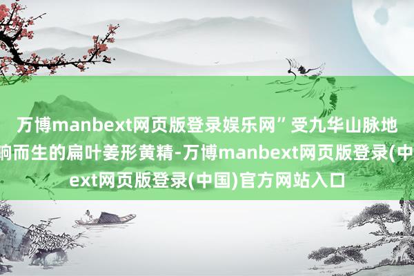 万博manbext网页版登录娱乐网”受九华山脉地舆位置实时局影响而生的扁叶姜形黄精-万博manbext网页版登录(中国)官方网站入口